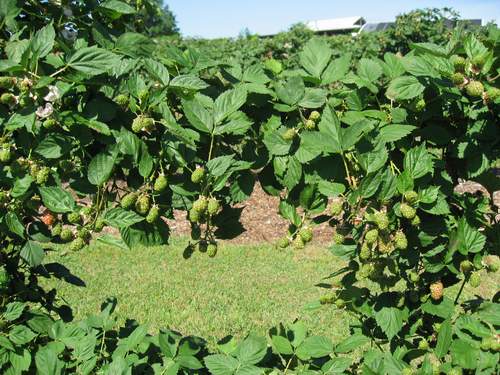 blackberries